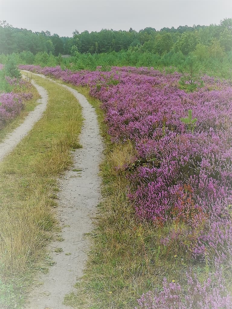 Neue Wege: Weg durch die blühende Lüneburger Heide